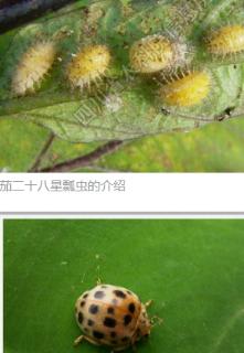 <p>如图&#xff0c;蔬菜园中&#xff0c;茄子叶片被吃成网状&#xff0c;一般是&#xff08;    &#xff09;为害&#xff1f;</p>