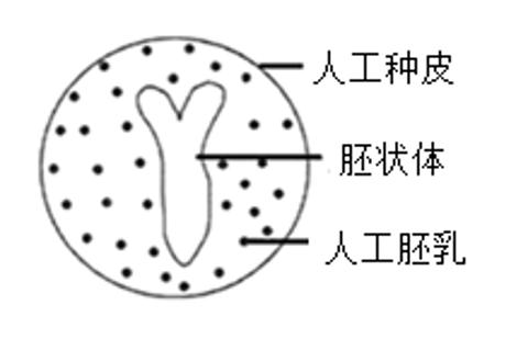 <p>下图表示人工种子的结构。胚状体类似于种子中的胚&#xff0c;是通过植物组织培养技术培育的。有关人工种子的叙述&#xff0c;正确的是&#xff08;   &#xff09; </p>
