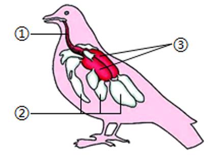 <p>如图是家鸽的呼吸系统示意图，下列说法正确的是</p>