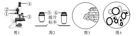 <p>图1为显微镜结构示意图，图2为观察物像时不同物镜与玻片标本的距离示意图，图3为洋葱鳞片叶内表皮细胞的物像，图4为人的口腔上皮细胞的物像。下列叙述正确的是</p>