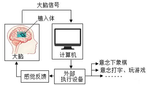 <p>脑机接口是在脑与外部电子设备之间建立的全新通讯和控制技术。2025年6月，中国科学院联合复旦大学附属华山医院，完成我国首例侵入式脑机接口临床试验，成功让一名截瘫患者像正常人一样下象棋，玩赛车游戏。患者借助脑机接口系统进行意念打字时，外部执行设备相当于反射弧中的</p>