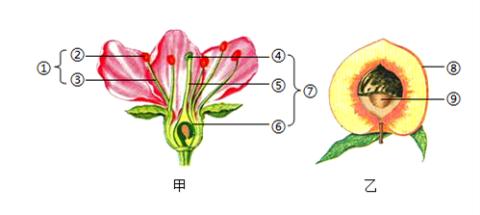 <p>2024河北平谷桃花节吸引市民纷至沓来赏花摘桃。如图为小红观察到的桃花和桃子的基本结构&#xff0c;叙述正确的是&#xff08;    &#xff09;</p>