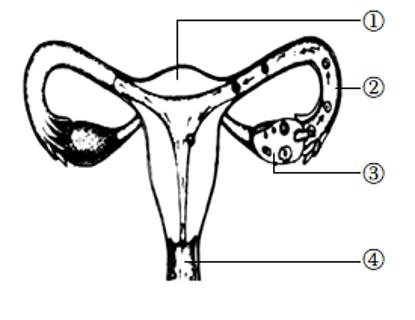 <p>如图为女性生殖系统示意图，下列叙述正确的是</p>