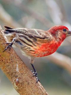 <p><strong>Which bird is famous for its beautiful tail feathers?</strong></p>