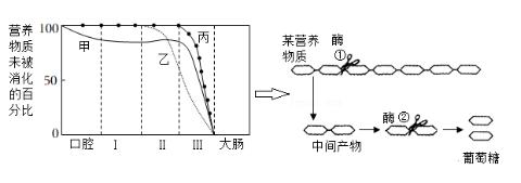<p>均衡的营养是青少年身体正常生长发育的保障。某同学学习了甲、乙、丙三种营养物质的消化曲线后，建构了其中一种营养物质的消化过程模型。下列叙述正确的是</p>