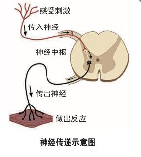 <p>传入神经也叫感觉神经，它负责（▲）。</p>