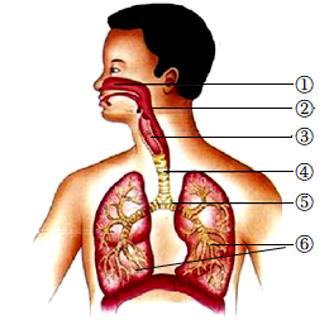 <p>生命不息，呼吸不止。如图为人体呼吸系统结构示意图，下列有关叙述错误的是</p>