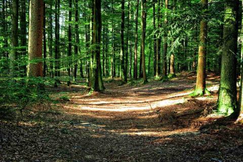 <p>How is the forest?</p>