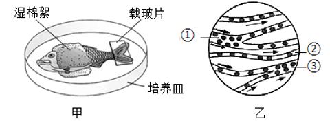 <p>如图甲为“观察小鱼尾鳍内血液的流动”的实验材料；图乙为显微镜下观察到的视野图像，①②③表示血管。下列叙述错误的是</p>