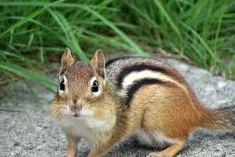 Chipmunks