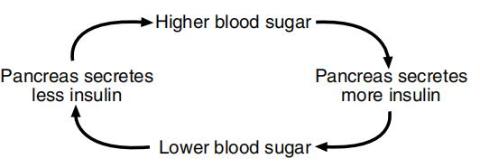 <p>Which description explains what is occurring in the diagram between blood glucose levels and pancreatic activity?<span data-tex=""> </span></p>
