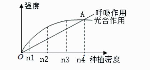 <p>如图表示农作物种植密度与光合作用和呼吸作用强度的关系&#xff0c;下列分析正确的是</p>