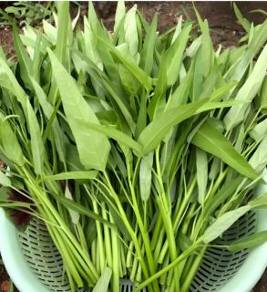 <p><strong>种植空心菜的一种方法：到菜场买来空心菜，去掉叶子，剪取有3~4个节的茎段，插入土壤中，过几天就可以长成一株空心菜，关于这种生殖方式，下列说法错误的是</strong></p>