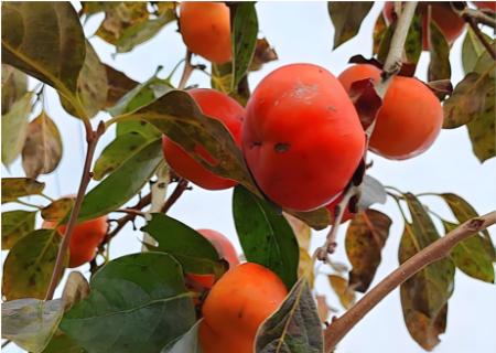 <p><strong>“苹果柿”味道甜脆，“野生柿”果实涩硬，以“苹果柿”为接穗、“野生柿”为砧木进行嫁接。下列有关“苹果柿”嫁接的说法不正确的是</strong></p>