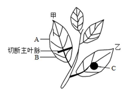 <p>将某植株暗处理一昼夜后&#xff0c;将甲叶的主叶脉切断&#xff0c;乙叶的C处两面贴上锡箔纸。在阳光下照射4小时&#xff0c;取下两片叶&#xff0c;经脱色、漂洗并用碘液处理后&#xff0c;A部位不变蓝&#xff0c;B部位呈蓝色&#xff0c;C部位不变蓝。该实验能够证明光合作用需要&#xff08;    &#xff09;</p>