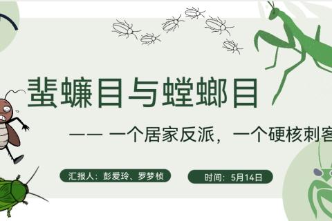 蜚蠊目和螳螂目