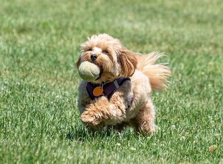 <p>What&#39;s this dog doing?</p>