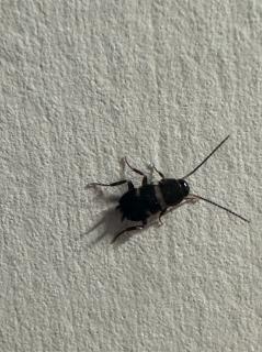 <p>客户刚收到的背包发现里面有昆虫尸体，以下处理正确的是？</p>