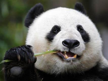 <p>What is the name of this animal?</p>