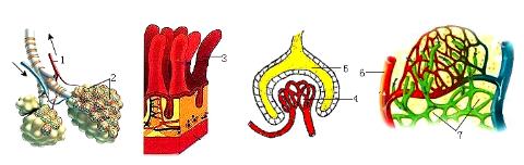 <p>25.如图是人体某些部位的微观结构示意图。有关叙述错误的是(    )<span data-tex=""> </span></p>