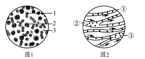 <p>图1是人血细胞示意图，图2是小鱼尾鳍内血液流动示意图。下列叙述正确的是（       ）</p>