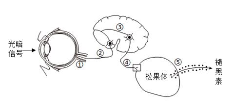 <p>褪黑素是一种激素，可以调节人体昼夜节律。当人在黑暗环境中一段时间，光暗信号会引起反射活动，使松果体分泌褪黑素，如图所示。可见光中的蓝光对褪黑素分泌有较强的抑制作用。下列叙述错误的是</p>