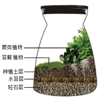<p>8．在一个玻璃瓶中放置一些小摆件，再加上苔藓植物、蕨类植物和培养基质，就能制作出一个漂亮的微景观瓶（如图）。下列叙述错误的是（       ）<span data-tex=""> </span></p>