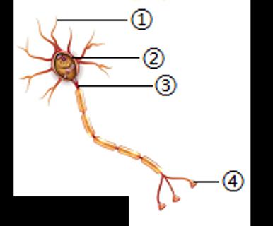 <p>如图为神经元结构模式图，下列对神经元的叙述不正确的是</p>